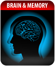 BRAIN AND MEMORY by Vitamin Prime